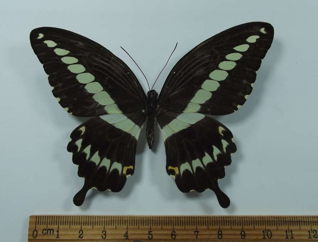 Female - Dorsal View<br>(Origin of the Specimen: Laos, August 2004)