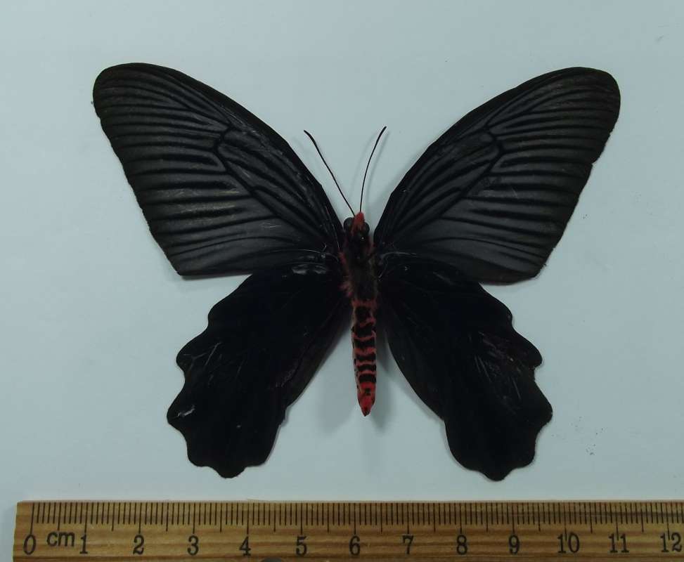Male - Ventral View<br>(Origin of the Specimen: Laos, April 2004)