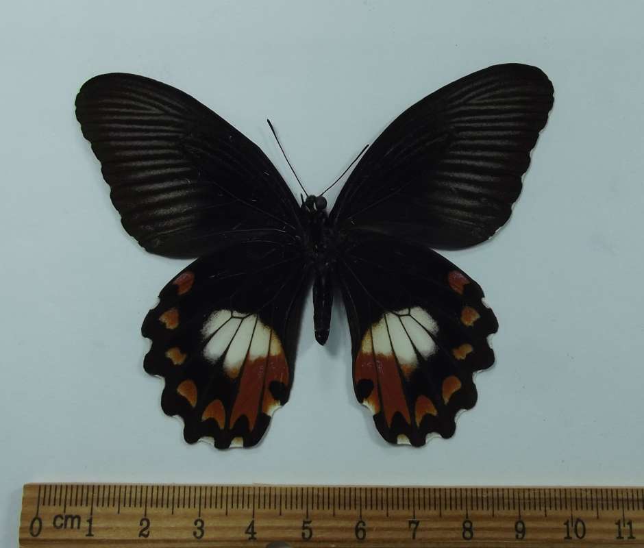 Female - Ventral View<br>(Origin of the Specimen: Kei Isle, May 2015)