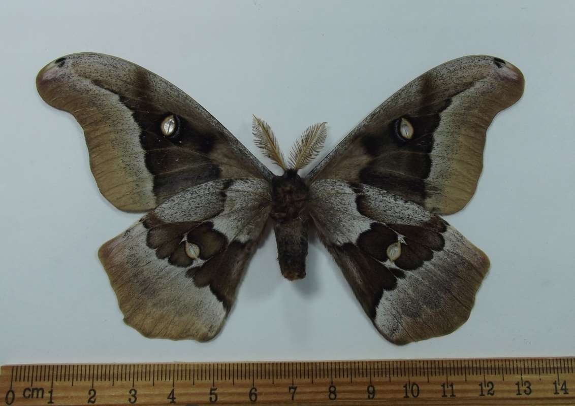 Male - Ventral View<br>(Origin of the Specimen: Patagonia, Arizona, July 18, 2014)