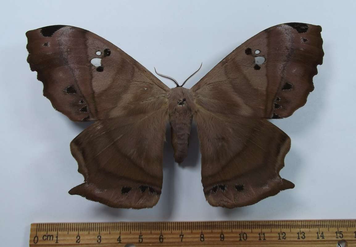 Female - Dorsal View<br>(Origin of the Specimen: Bolivia, March 1999)