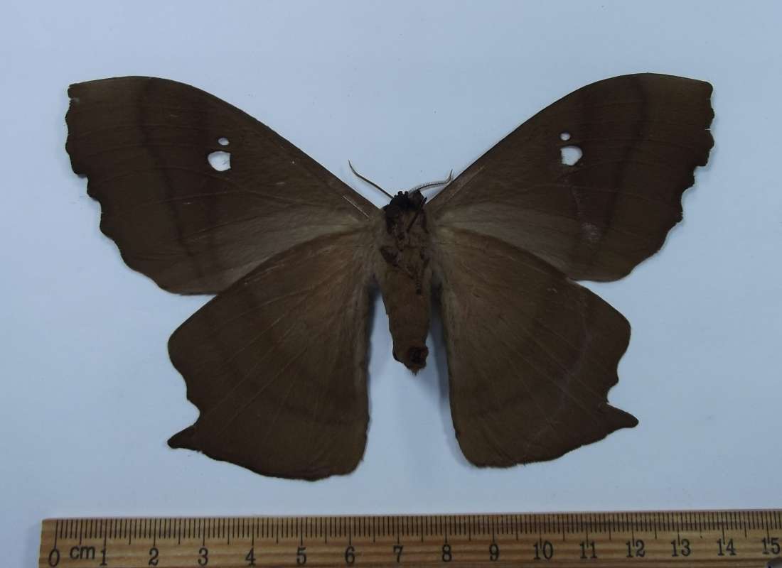 Female - Ventral Vorm<br>(Origin of the Specimen: Bolivia, March 1999)