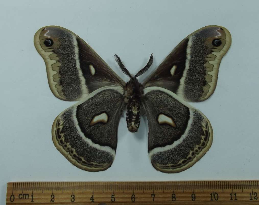 Male - Ventral View<br>(Origin of the Specimen: Los Alimas Co, Colorado, May, 2005)