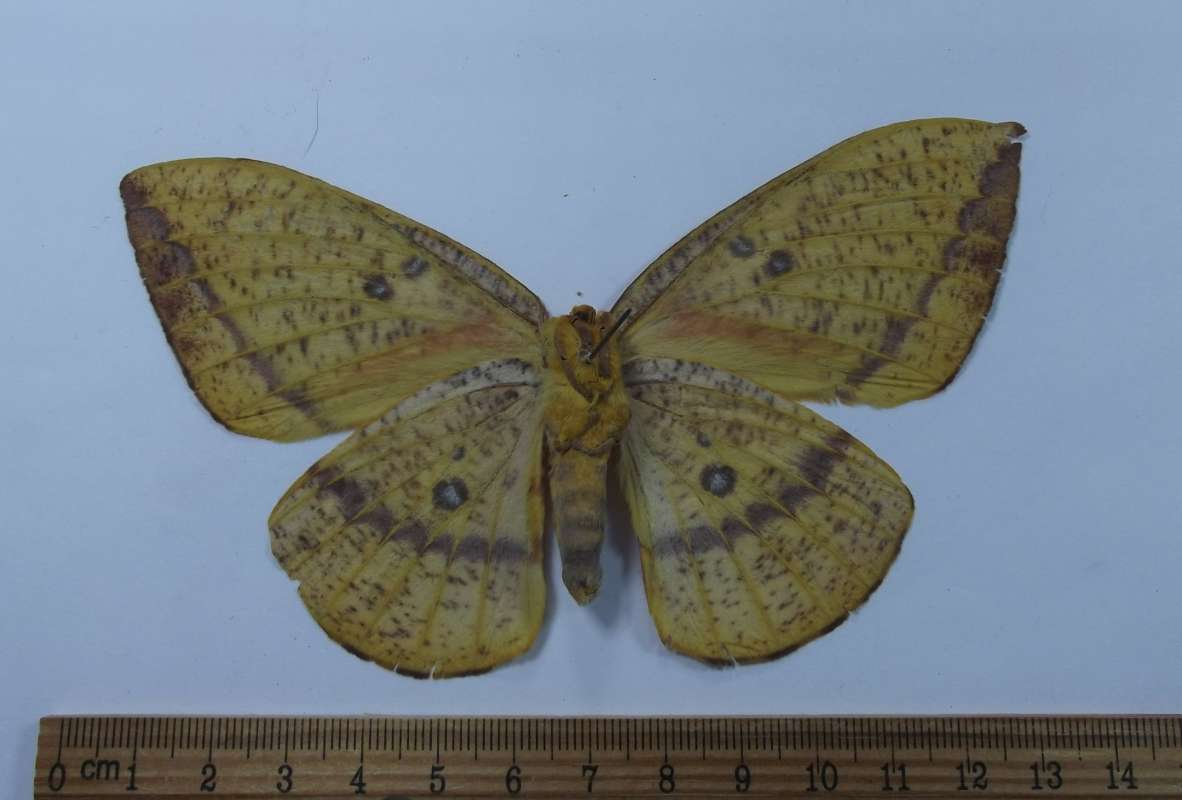 Female - Ventral View<br>(Origin of the Specimen: Cuzco, Peru, Dec. 2002)