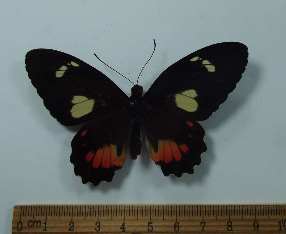 Female - Dorsal View<br>(Origin of the Specimen: Costa Rica, May 2012)