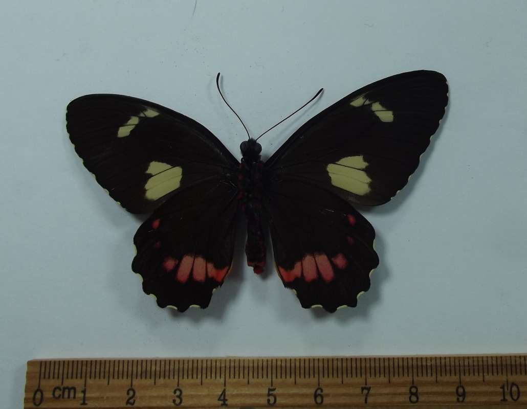 Female - Ventral View<br>(Origin of the Specimen: Costa Rica, May 2012)