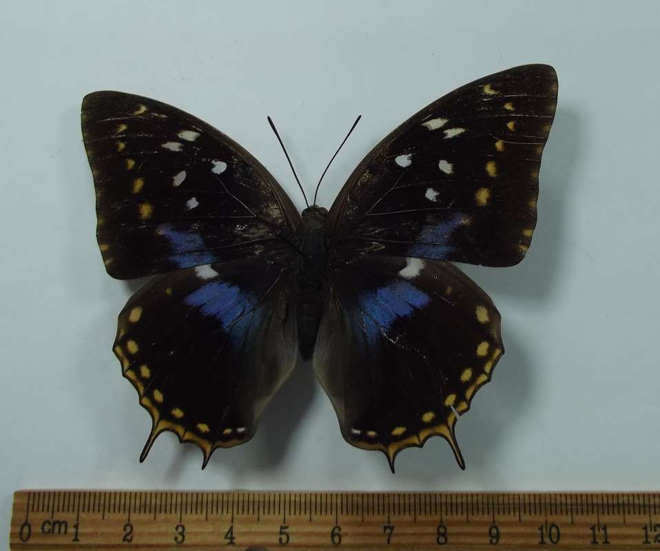 Female - Dorsal View<br>(Origin of the Specimen: Minzoro Forest, Tanzania, July 1998)