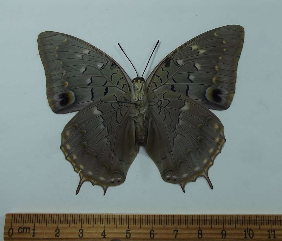 Female - Ventral View<br>(Origin of the Specimen: Minzoro Forest, Tanzania, July 1998)