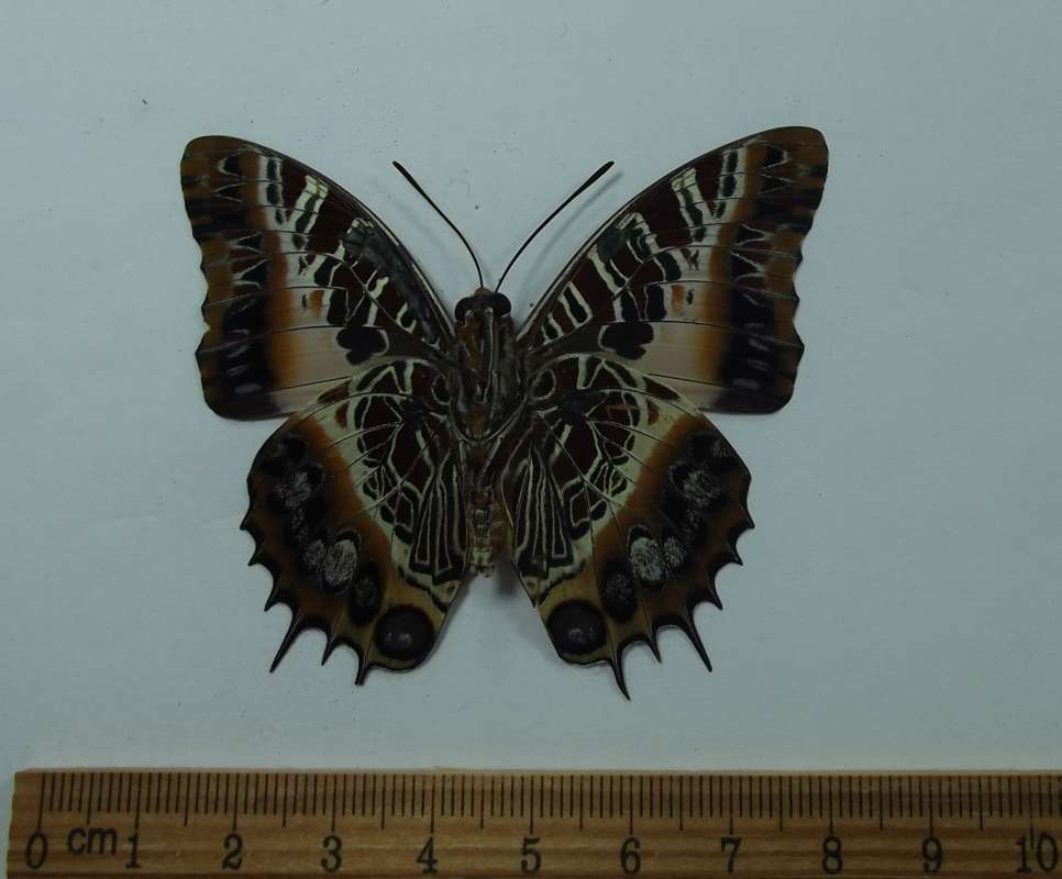 Male - Ventral View<br>(Origin of the Specimen: Ngu Mountains, Tanzania, July 1,'13)