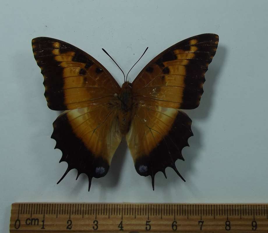 Female - Dorsal View<br>(Origin of the Specimen: Ngu Mountains, Tanzania, July 1,'13)