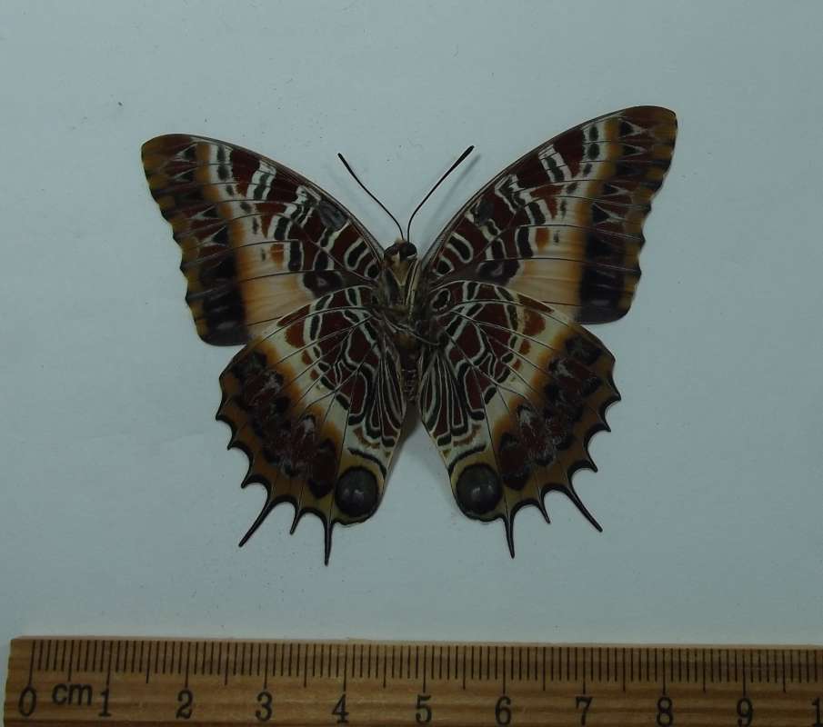 Female - Ventral View<br>(Origin of the Specimen: Ngu Mountains, Tanzania, July 1,'13)