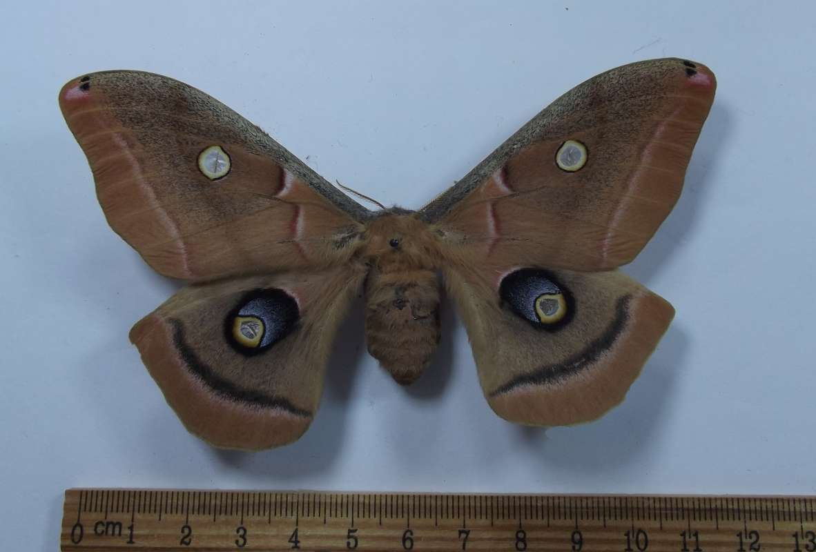 Female - Dorsal View - Pale Color<br>(Origin of the Specimen: Iowa, May 2013)
