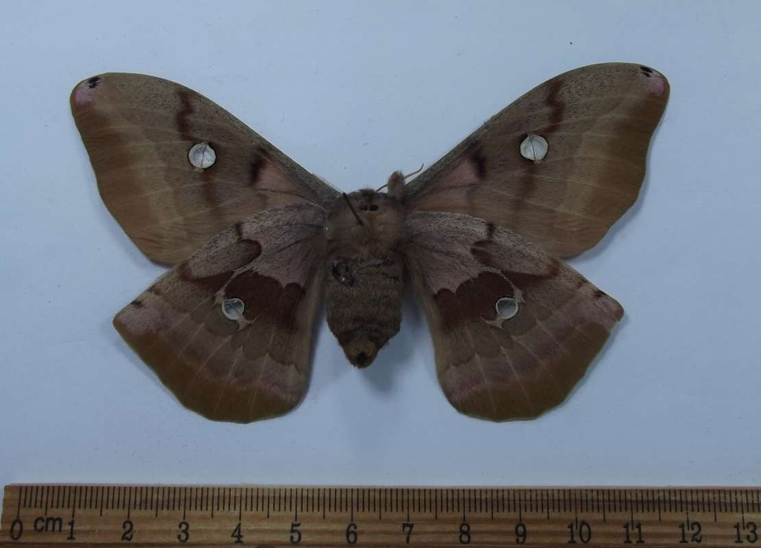 Female - Vetnral View - Pale Color<br>(Origin of the Specimen: Iowa, May 2013)