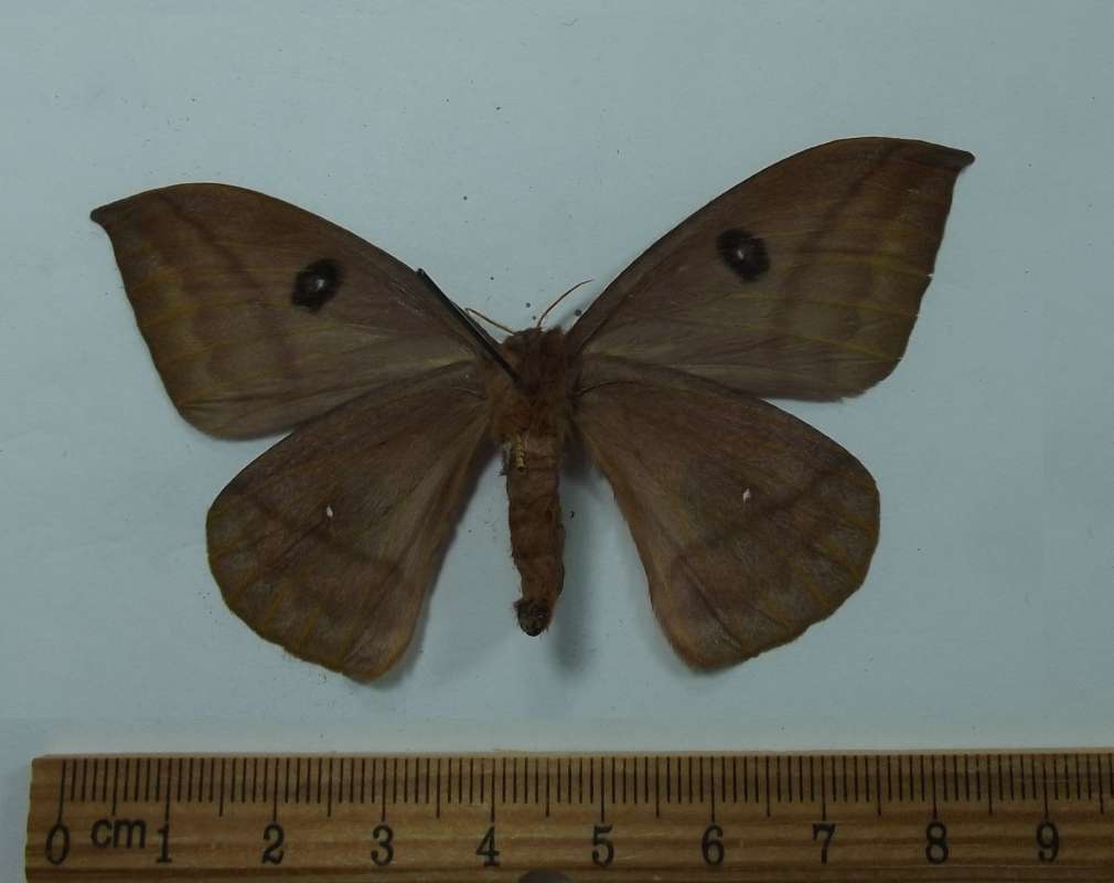 Male - Ventral View<br>(Origin of the Specimen: Costa Rica, July 2001)