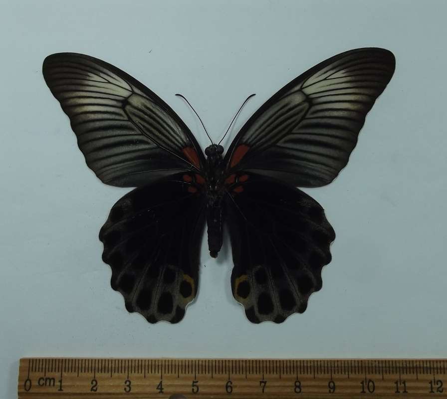 Female - Ventral<br>(Origin of the Specimen: West Bali, May 24, 2009)