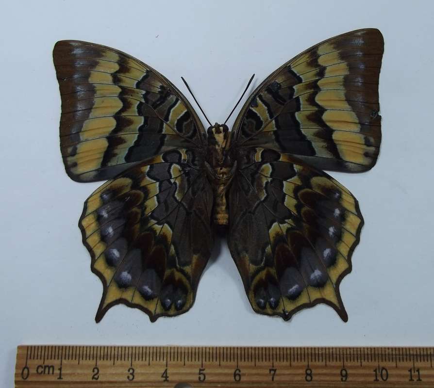 Female - Ventral View<br>(Origin of the Specimen: Ambelau Isle, Oct. 2014)