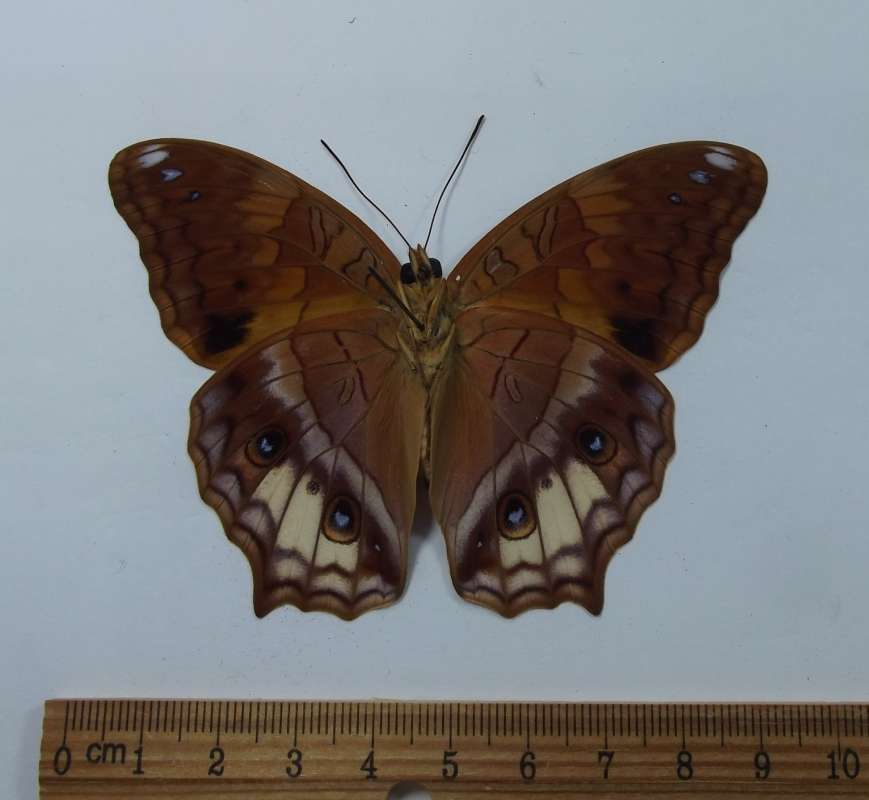 Male - Ventral View<br>(Origin of the Specimen: Bourgainville, Feb. 1977)