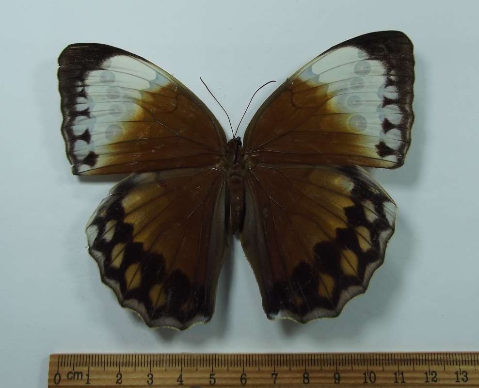 Female - Dorsal View<br>(Origin of the Specimen: Vietnam, April 2014)