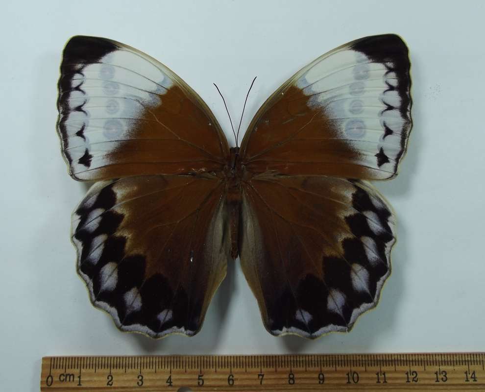 Female - Dorsal View<br>(Origin of the Specimen: Da Nang, Prov. Viet April 1998)