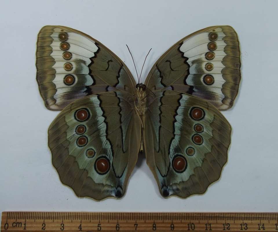 Female - Ventral View<br>(Origin of the Specimen: Da Nang, Prov. Viet April 1998)