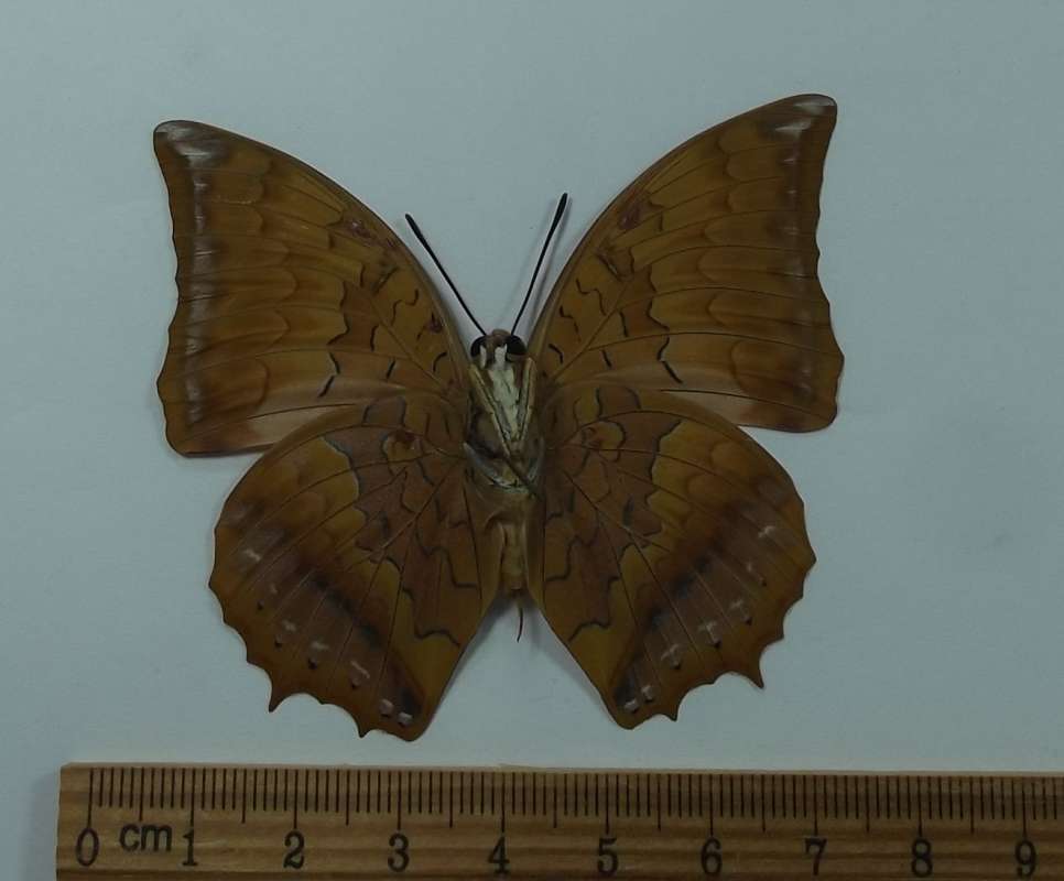Male - Ventral View<br>(Origin of the Specimen: Vietnam,  April 1999)