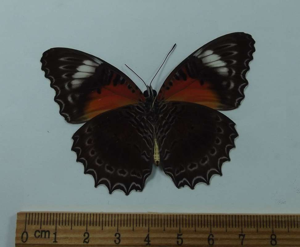 Male - Ventral View<br>(Origin of the Specimen: Arfak, Manokwari, Dec. 2013)