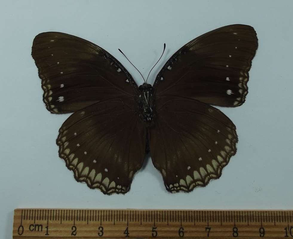 Female - Ventral View<br>(Origin of the Specimen: NW India, Sept. 1989)