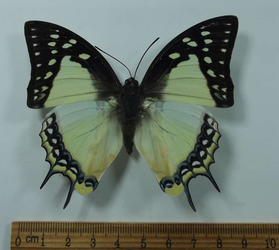 Female - Dorsal View<br>(Origin of the Specimen: Laos, March 2003)