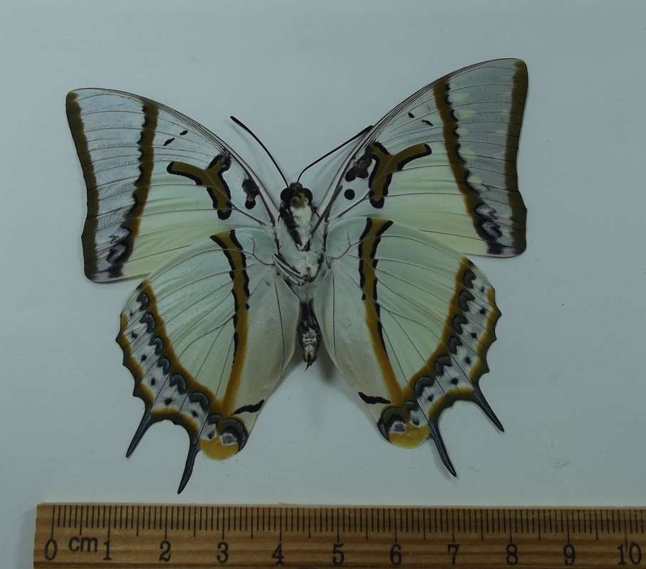 Female - Ventral View<br>(Origin of the Specimen: Laos, March 2003)