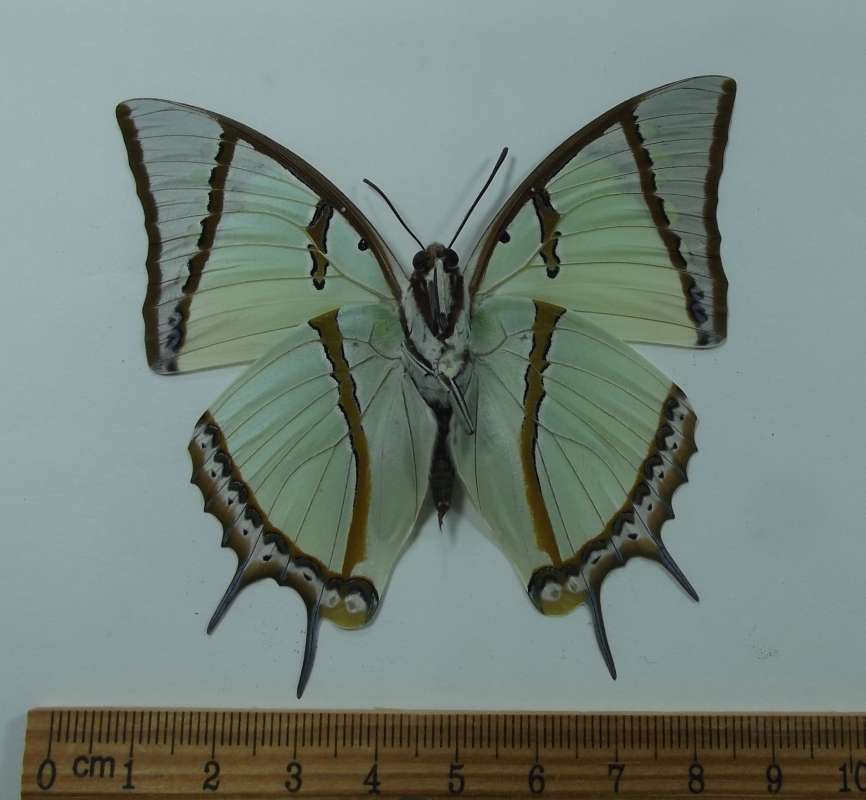 Male - Ventral View<br>(Origin of the Specimen: Laos, Sept. 2003)