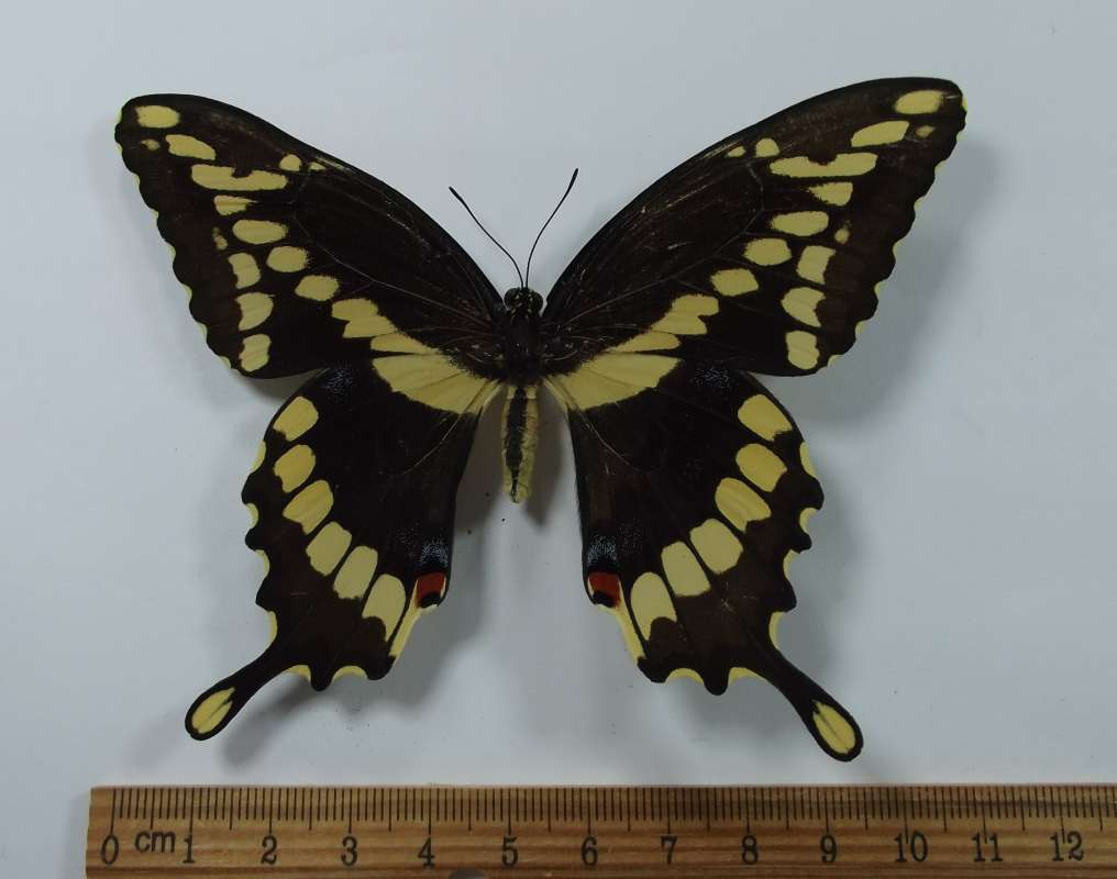 Female - Dorsal View<br>(Origin of the Specimen: Dover, Florida, Sept. 2013)