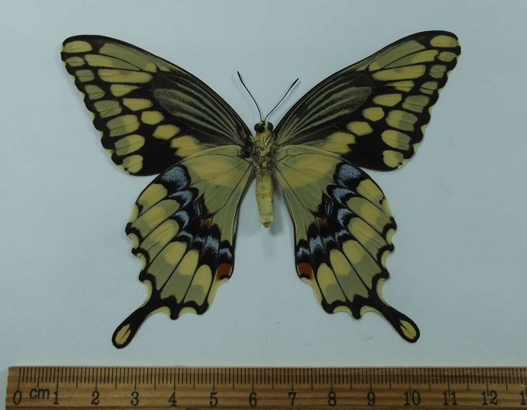 Female - Ventral View<br>(Origin of the Specimen: Dover, Florida, Sept. 2013)