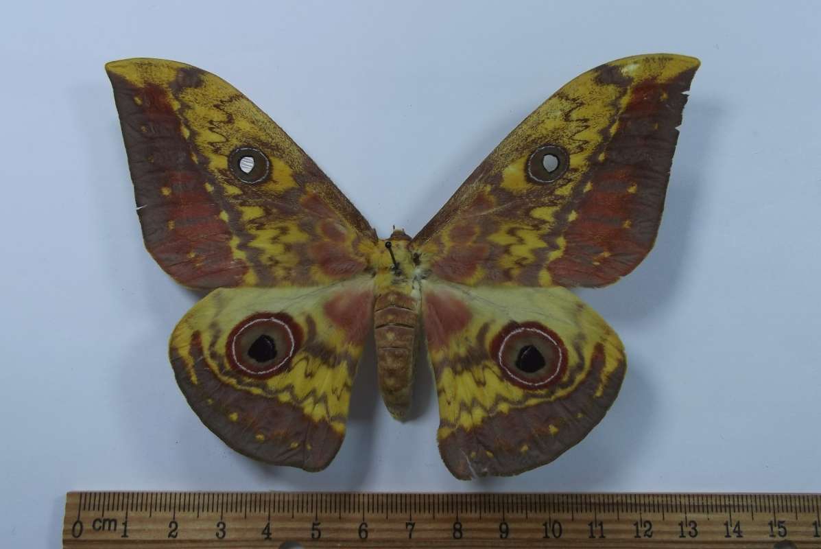 Female - Dorsal View<br>(Origin of the Specimen: Tanzania, July 2002)