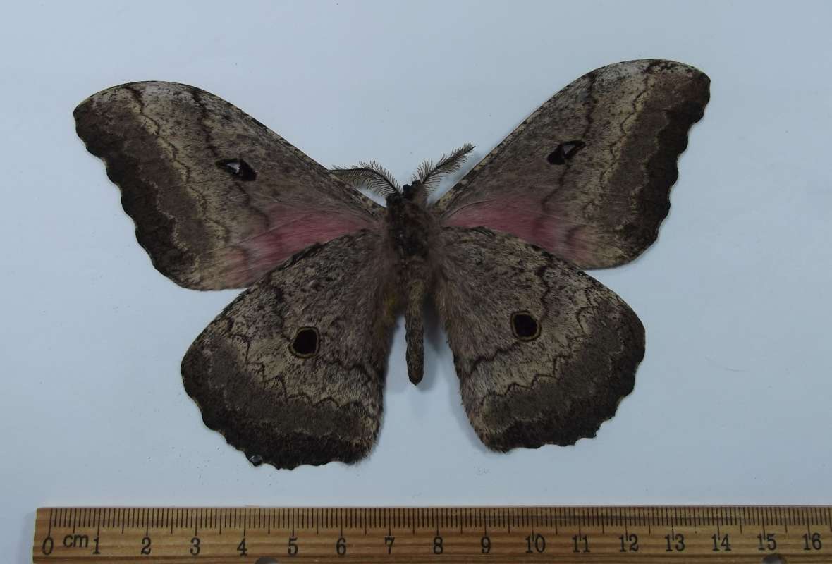 Male - Ventral View<br>(Origin of the Specimen: Benin, April 2013)