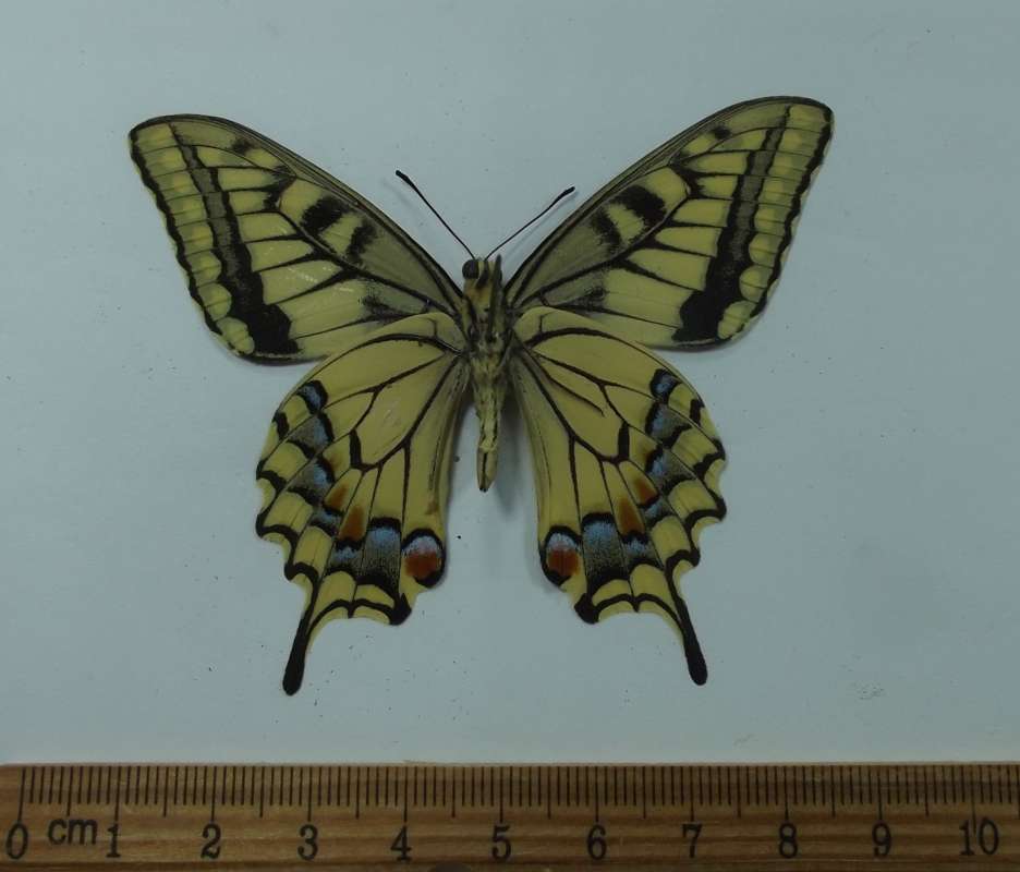 Male - Ventral View<br>(Origin of the Specimen: Kirghistan, June 2000)