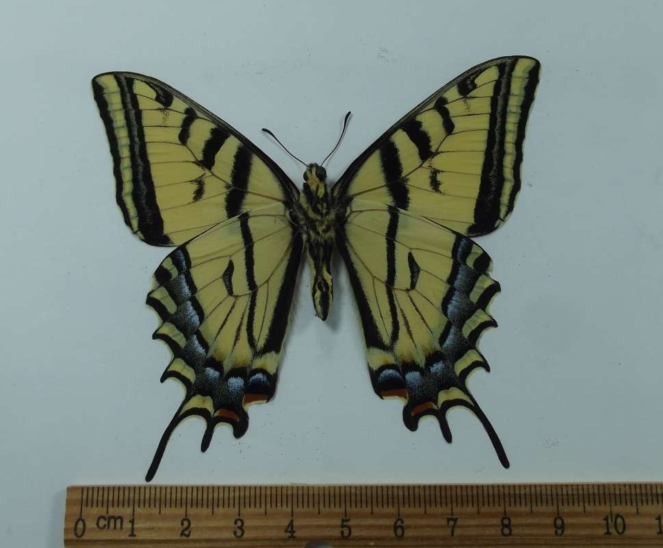 Male - Ventral View<br>(Origin of the Specimen: Ennis, Montana, June 2015)