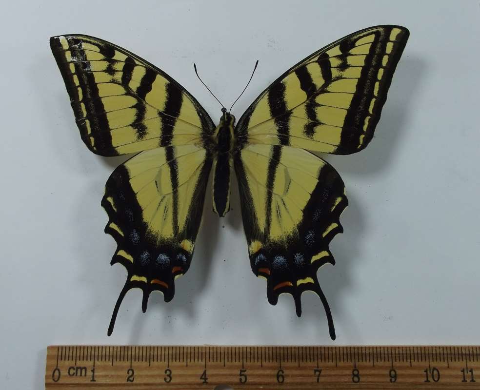 Female - Dorsal View - Minor Digital Repair<br>(Origin of the Specimen: Ennis, Montana, June 2015)