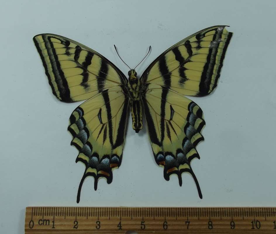 Female - Ventral View - Minor Digital Repair<br>(Origin of the Specimen: Ennis, Montana, June 2015)