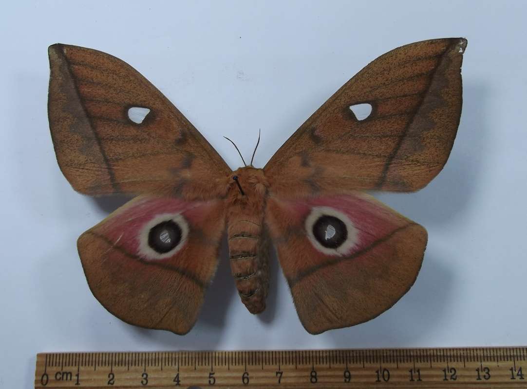 Female - Dorsal View<br>(Origin of the Specimen: Niger, July 2009)