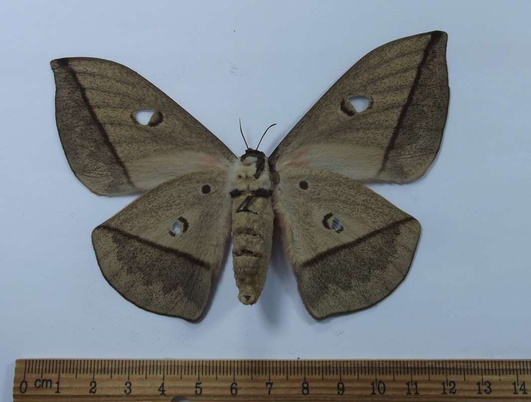 Female - Ventral View<br>(Origin of the Specimen: Niger, July 2009)