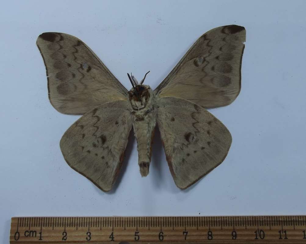 Male - Ventral<br>(Origin of the Specimen: Nyungwe, July 1978)