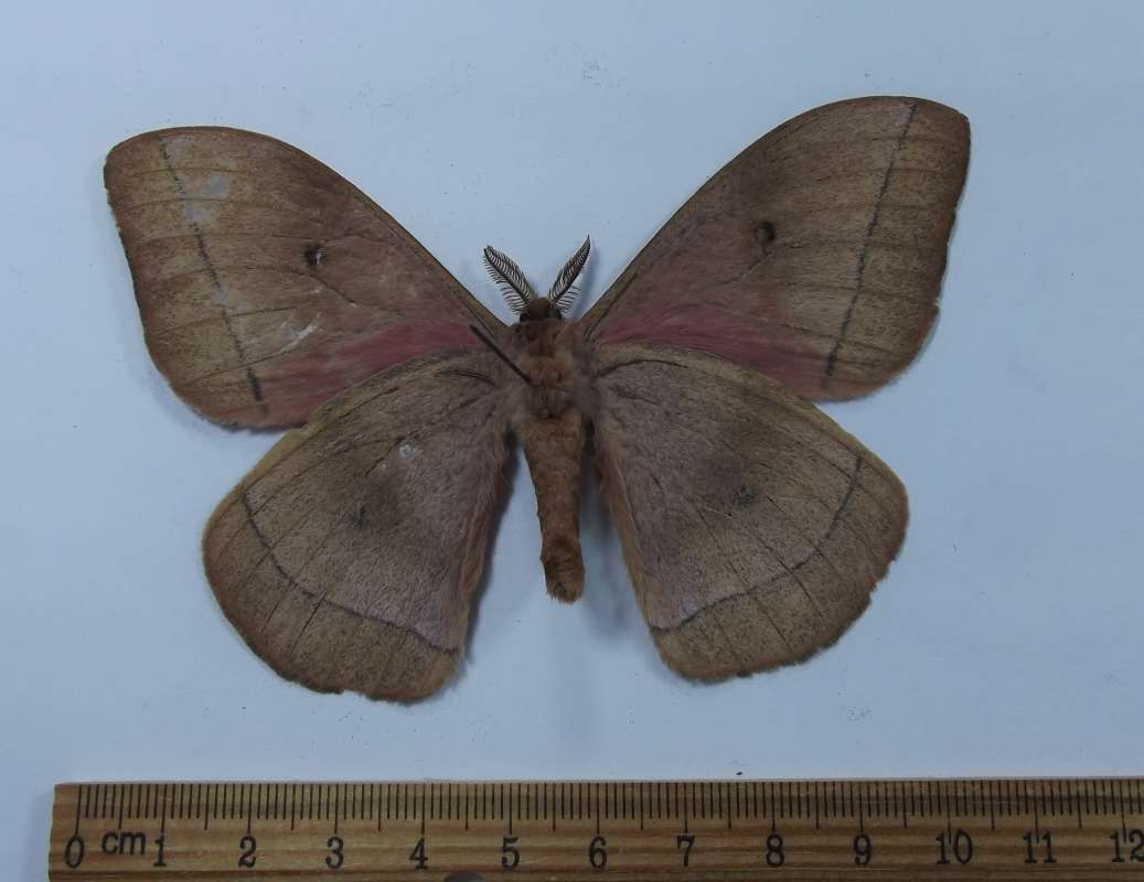Male - Vnetral View<br>(Origin of the Specimen: Ethiopia, April 2009)