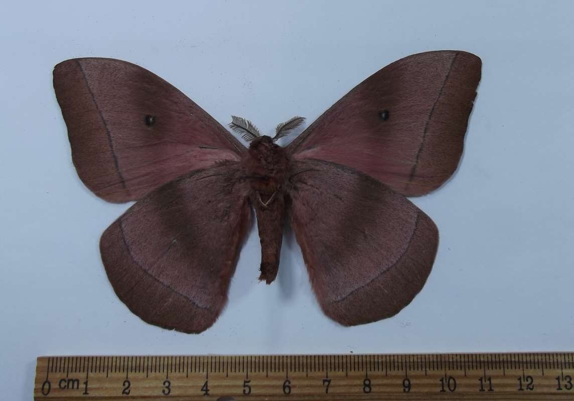 Male - Ventral View<br>(Origin of the Specimen: Ethiopia, April 2009)
