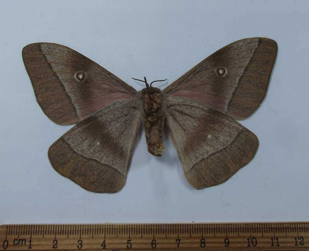 Male - Ventral View<br>(Origin of the Specimen: South Africa, October 2001)