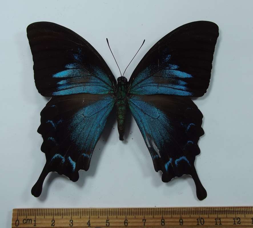 Female - Dosal View<br>(Origin of the Specimen: Ceram)