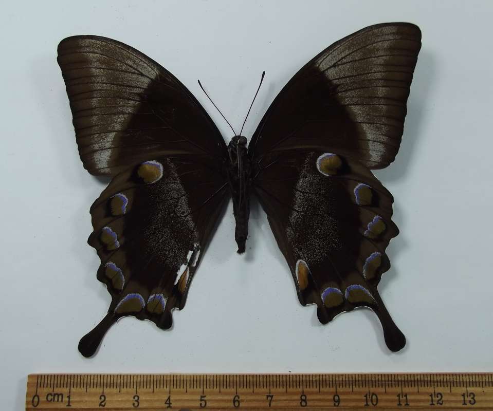 Female - Ventral View<br>(Origin of the Specimen: Ceram)