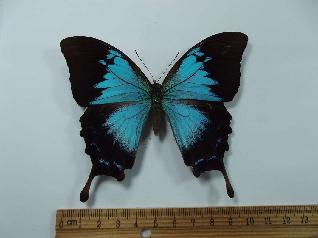 Female - Dorsal View<br>(Origin of the Specimen: Kuranda, Queensland, Australia)