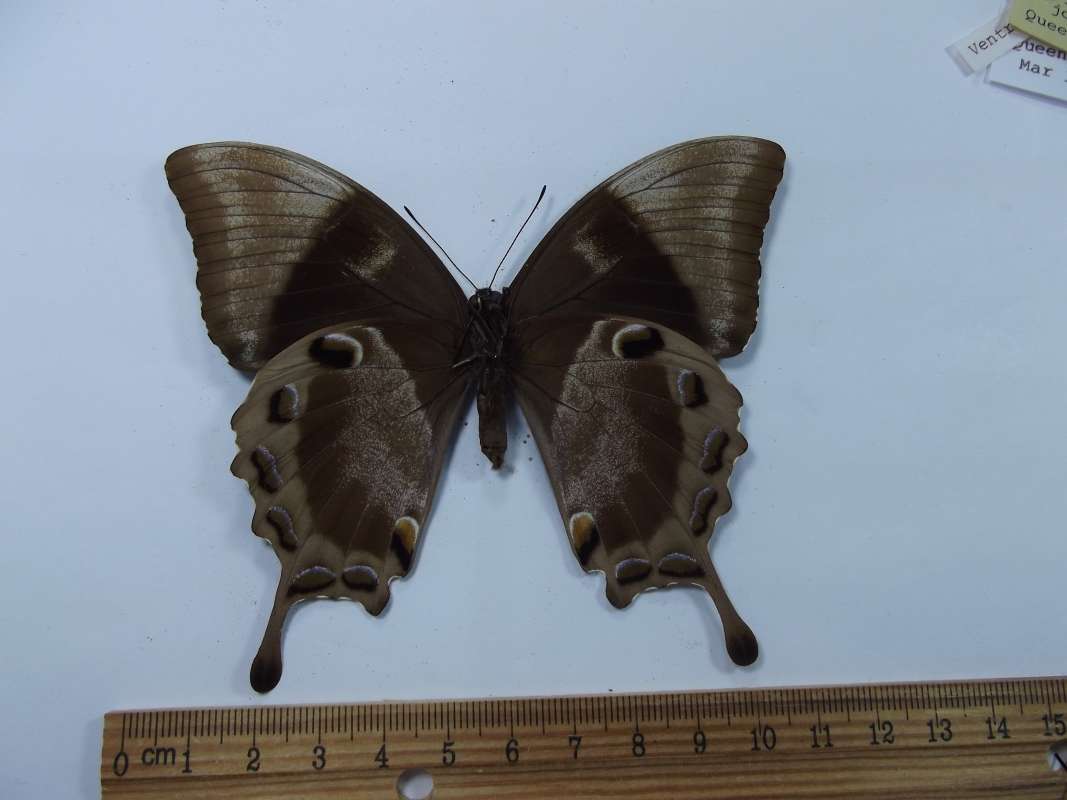 Female - Vetnral View<br>(Origin of the Specimen: Kuranda, Queensland, Australia)