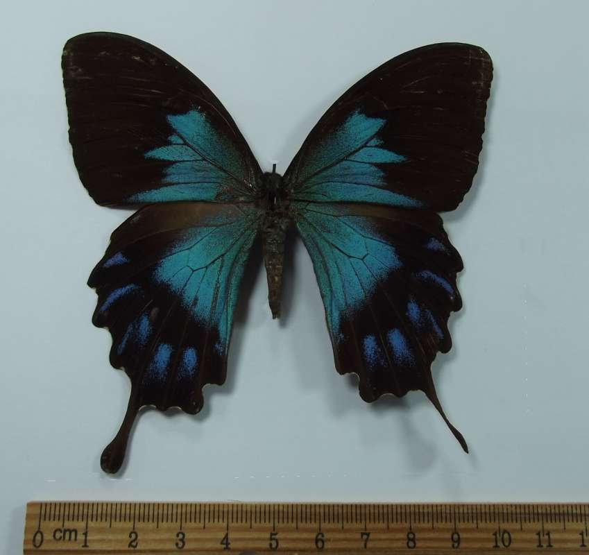 Female - Dorsal View<br>(Origin of the Specimen: Bat Jan Isle (Near Halmahera) March)