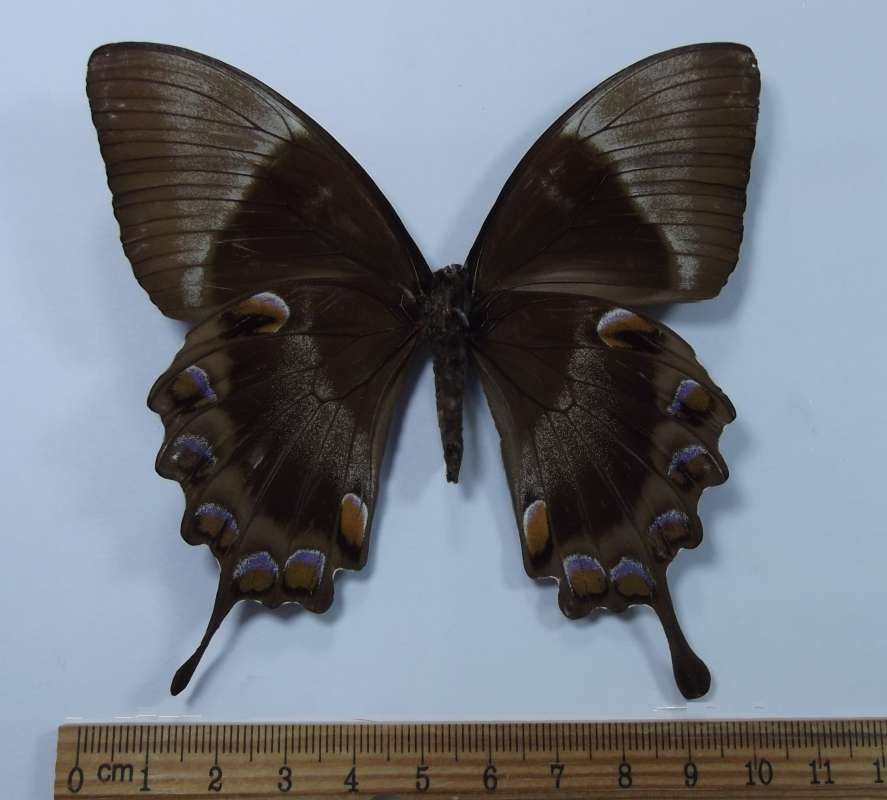 Female - Ventral View<br>(Origin of the Specimen: Bat Jan Isle (Near Halmahera) March)